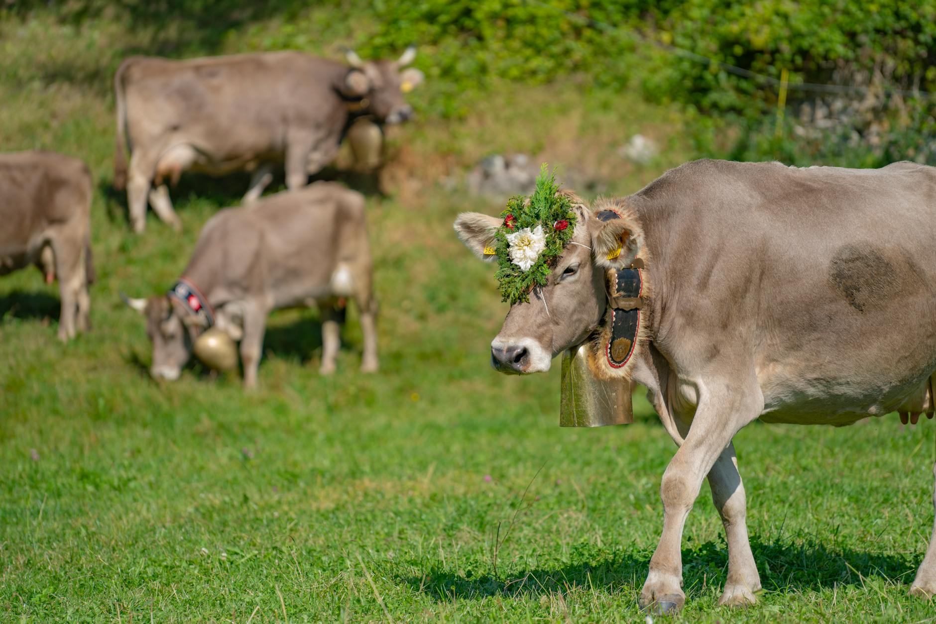 Szwajarska krowa z dzwonkiem i kwiatami na alpejskiej łące